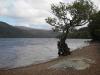 Baum am Loch Lohmond