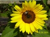 Sonnenblume&Biene