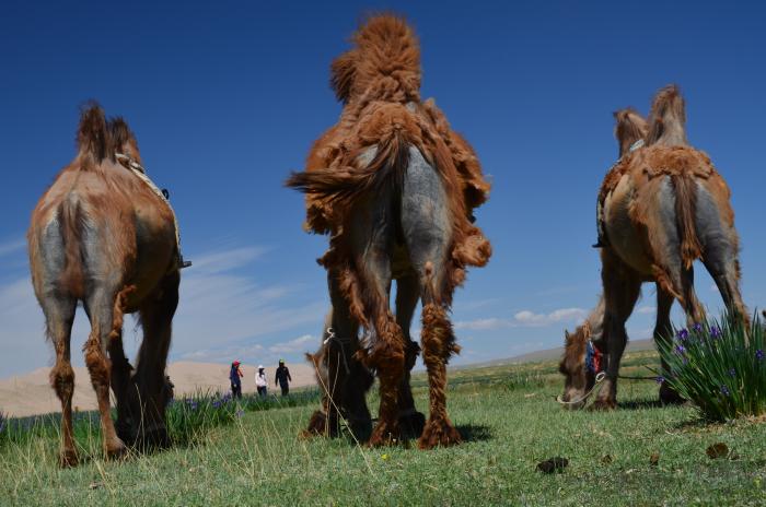 Drei Kamele in der Wüste Gobi
