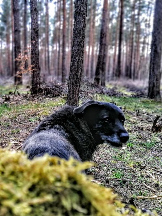Frieda at the woods