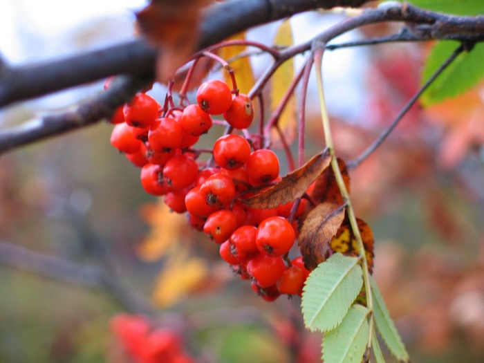 Foto Rote Beeren Outdoor Bilder