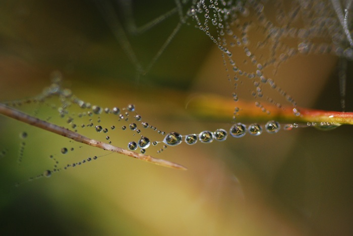 Regen im Spinnennetz
