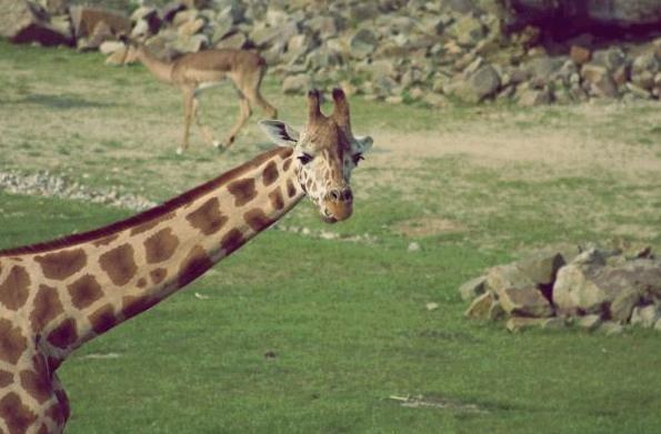 Giraffe