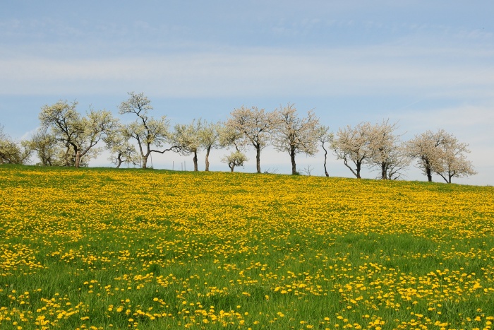 Löwenzahn und Äpfel