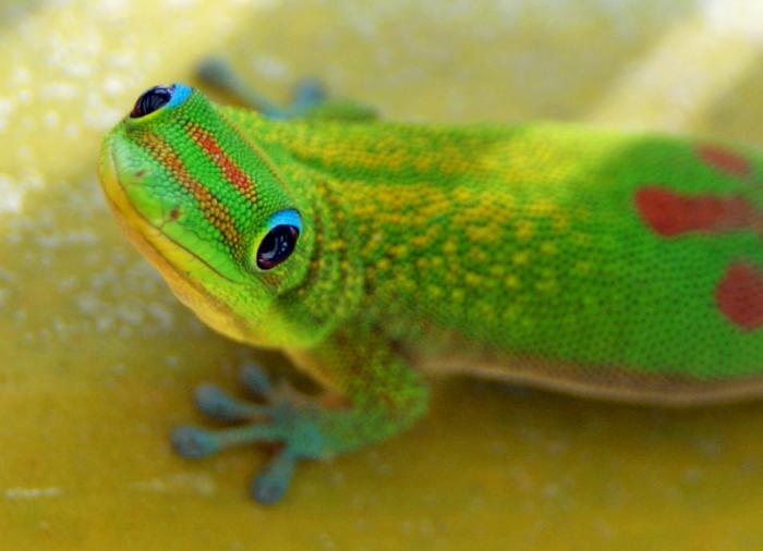 zauberhaftes Wesen