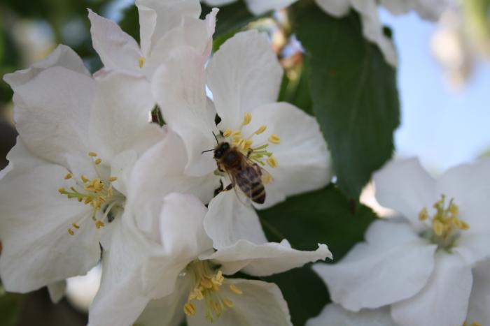 Wunderschöne Kirschblüte mit niedlicher Wespe