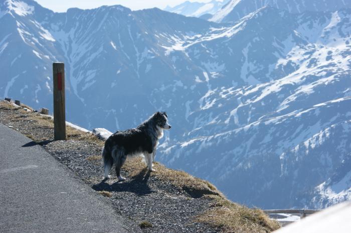 Luna auf dem Weg zum Großglockner