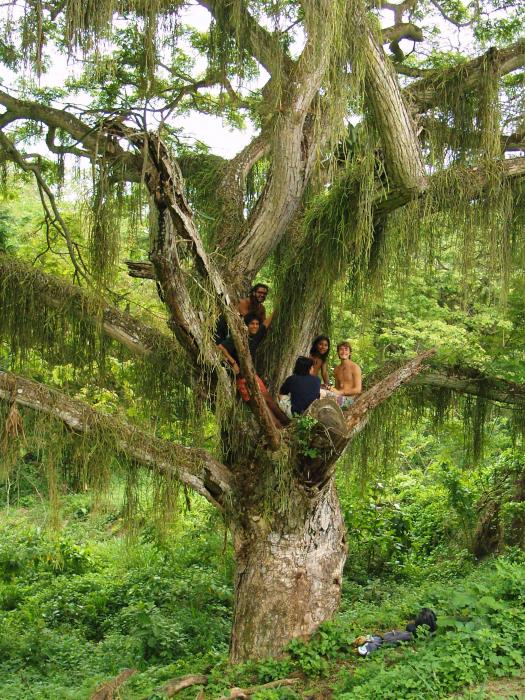 arbol, canoas