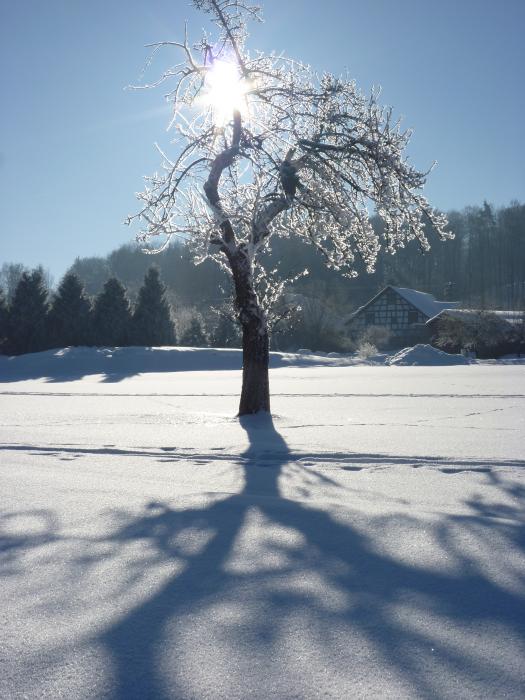 Winterstrahlbaum