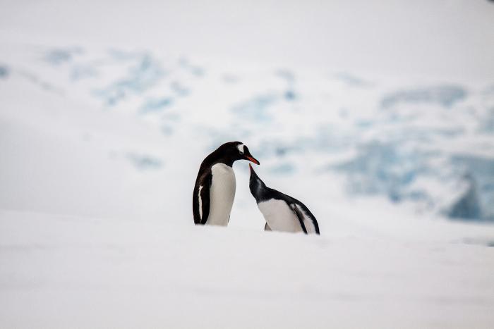 Gentoo Penguins in Love