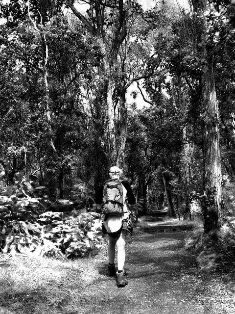 somewhere in the woods