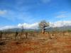 Safari in Tsavo East