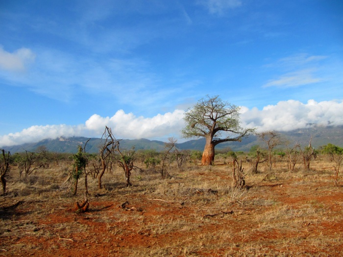 Safari in Tsavo East