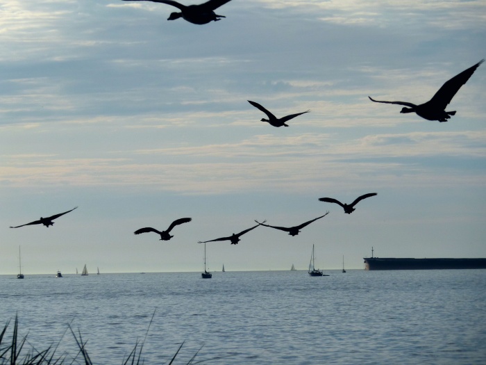 Canada Geese