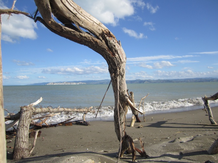 Strandgut am Pazifik