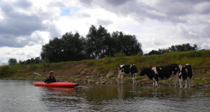 Kühe in der Weser