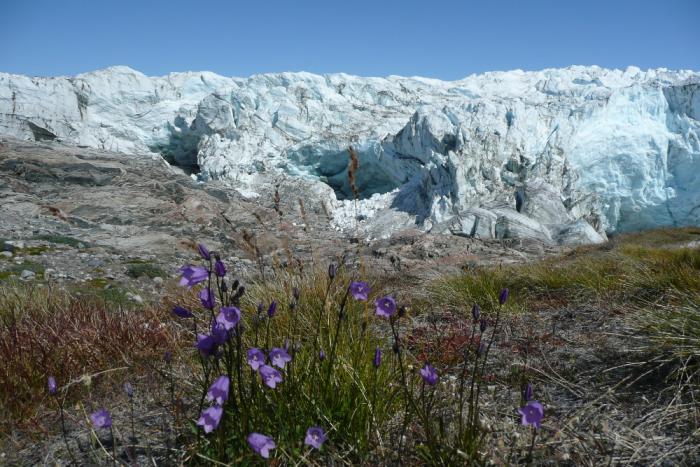 Eis und Blumen