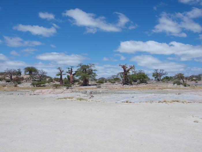 Baobabs