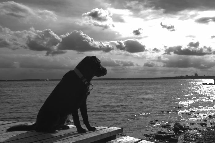 Der alte Hund und das Meer