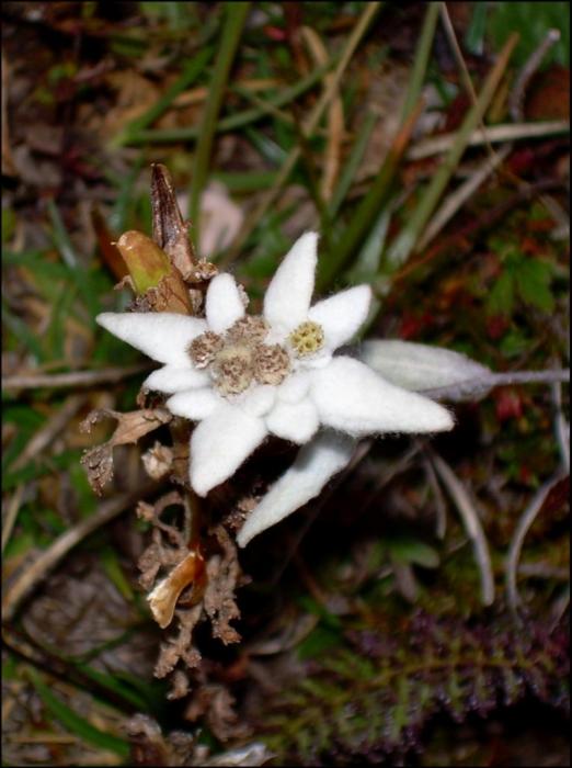 Edelweiss