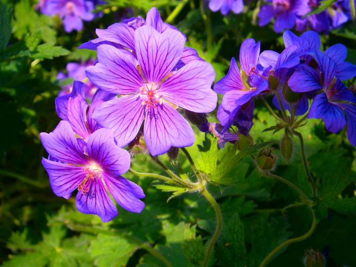 Blume im Hofgarten