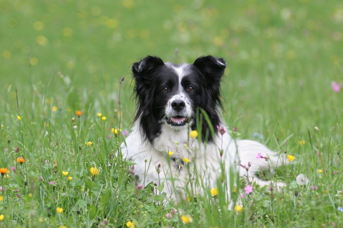 Frühling auf der Alm