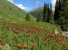 Blühendes Kirgisien