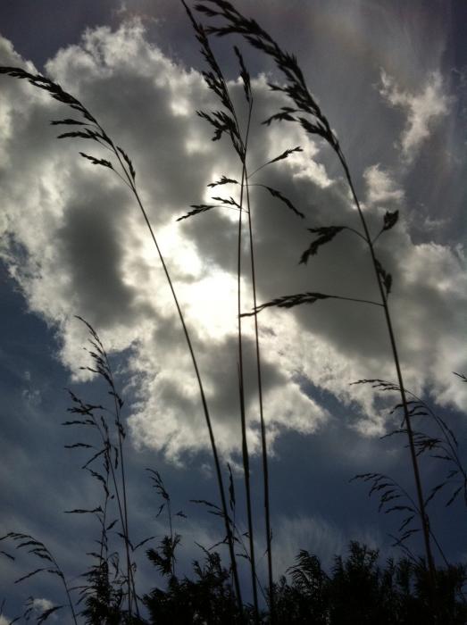 Strandhafer im Gegenlicht