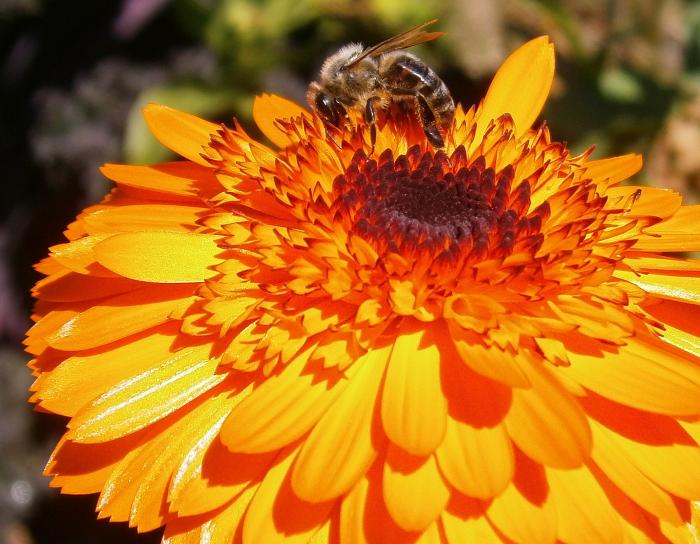 Die Biene und die Blume