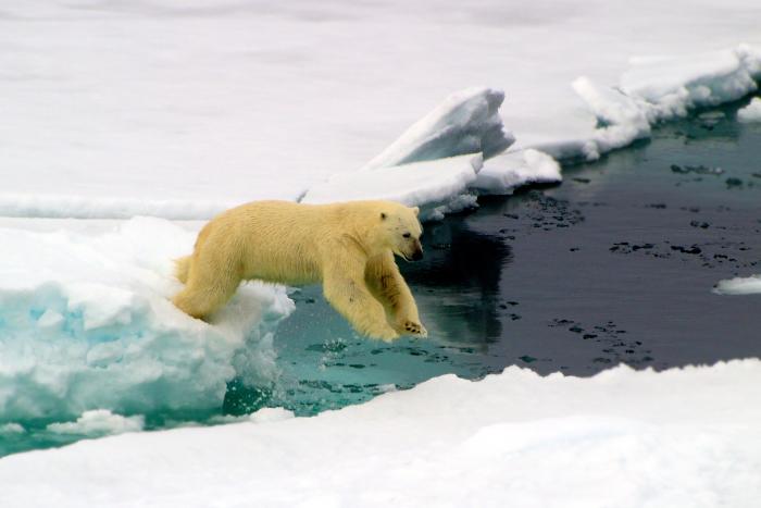 Eisbärin im Sprung