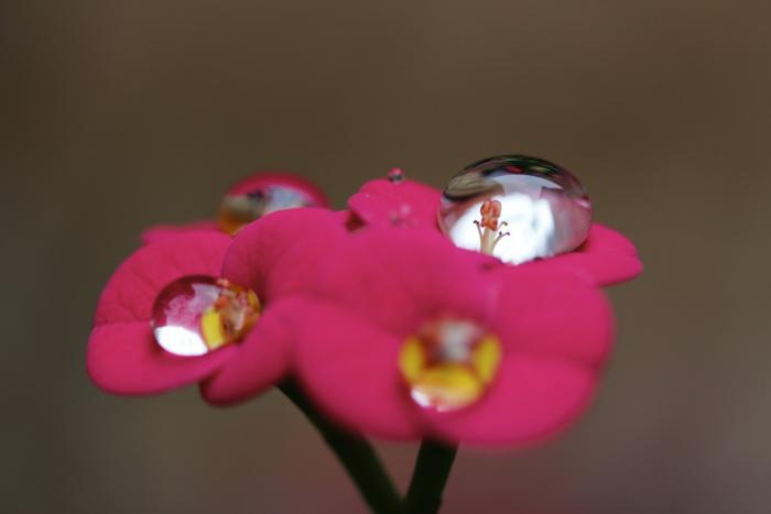 Kaktusblüte nach dem Regen