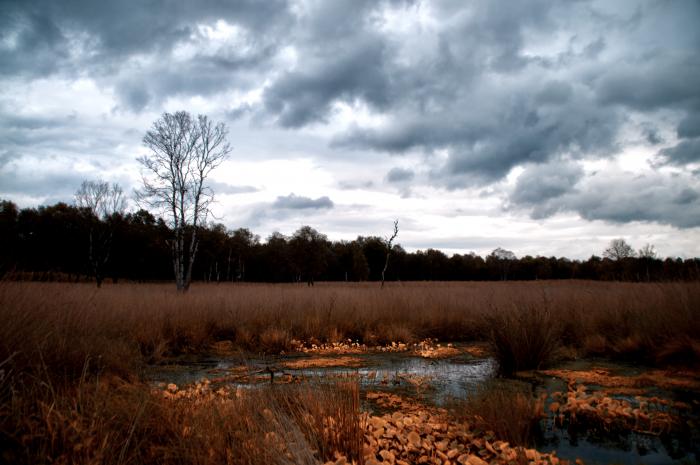 Herbst im Moor