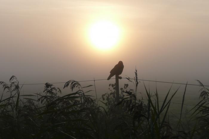 Nebel und Sonne