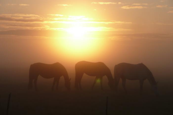 Morgenstimmung im Herbst