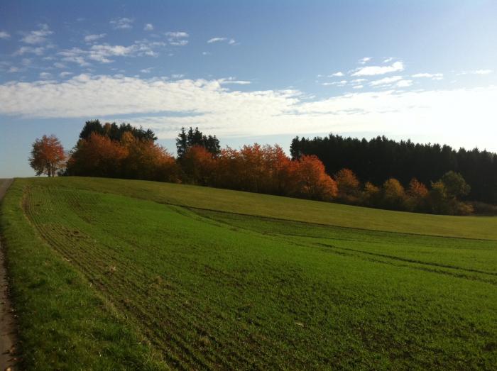 Waldesrand im Herbst