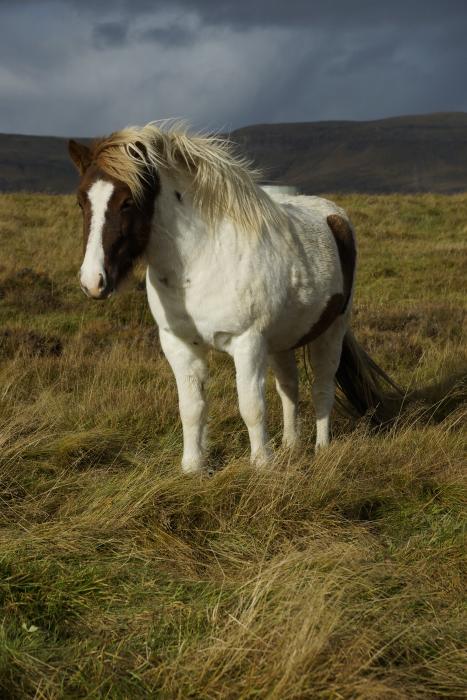 Isländischer Pferd