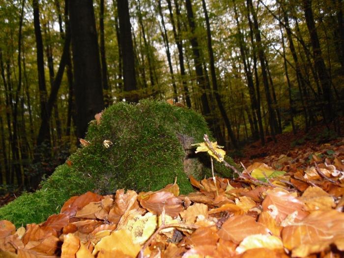 Herbst im Wald