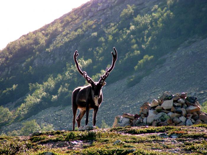 Rentier im Idrefjäll