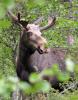 Der König im Wald