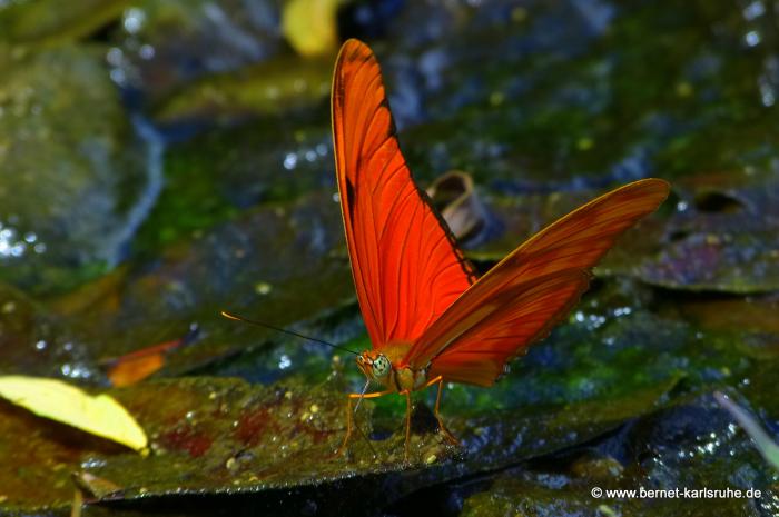 Julia-Schmetterling