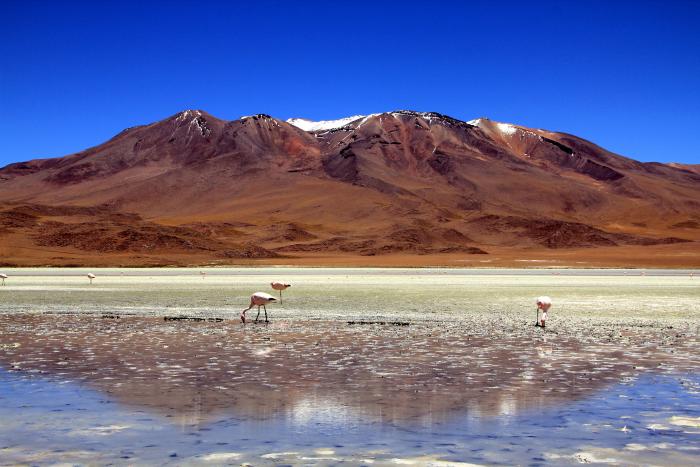 Flamingos in Bolivien