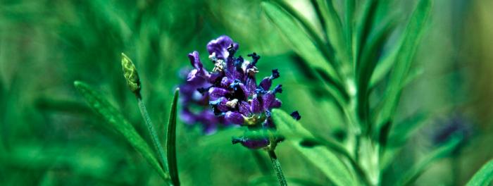 lavandula angustifolia