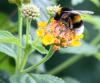 Hummel auf Wandelröschen