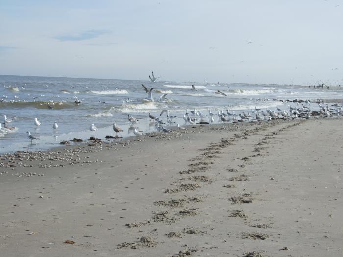 Möwen am Strand