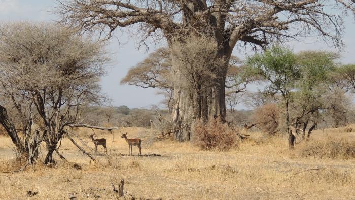 Baobab + Gazellen.