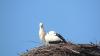 Storch auf Brautschau?!