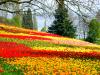 Frühling auf der Mainau