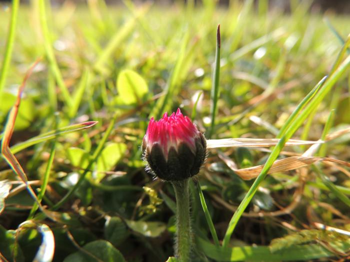 Auch das ist ein Gänseblümchen