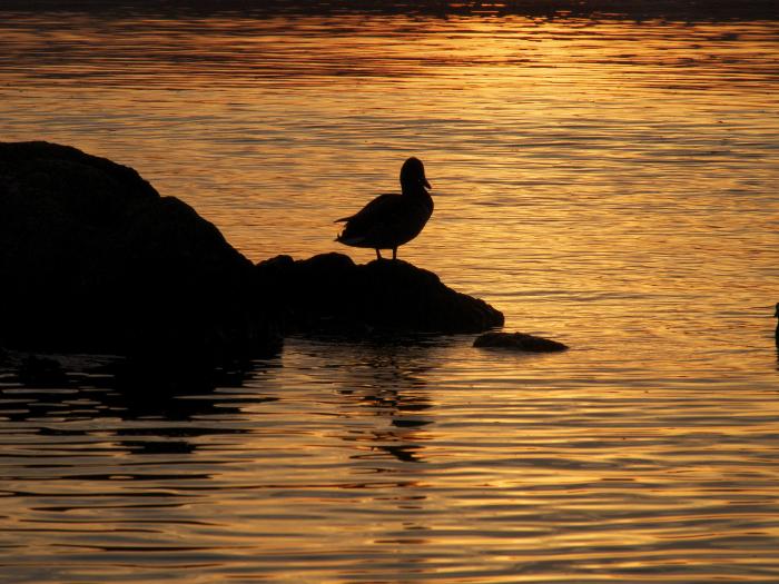 Ente in der blauen Stunde