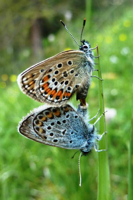 Paarung Schmetterlinge